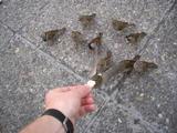 birds