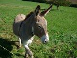 original Swiss donkey