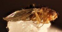 Drosophila