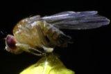 Drosophila melanogaster