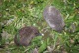 hedgehogs