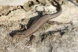 Lizard