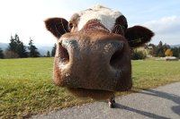 cow