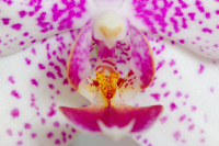 Orchid