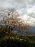 phone cam picture