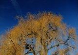 Baum